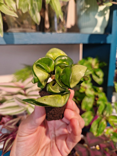 Hoya compacta mauna - compacta, 💚mauna