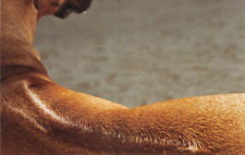 DOG  POSTCARD  RHODESIAN RIDGEBACK DETAIL  LARGE SIZE  UNUSED  VERY GOOD MINT