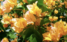Bougainvillea California Gold