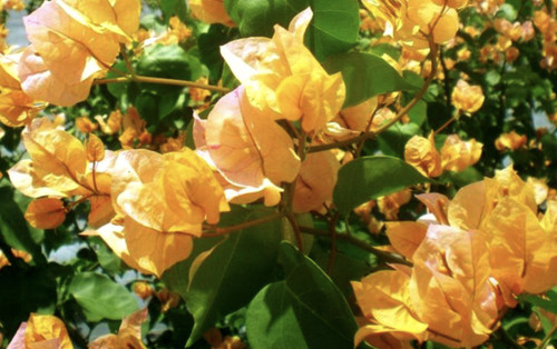 Bougainvillea california gold - bougainvillea,