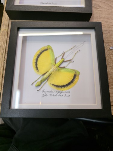Yellow umbrella stick insect - stick,
