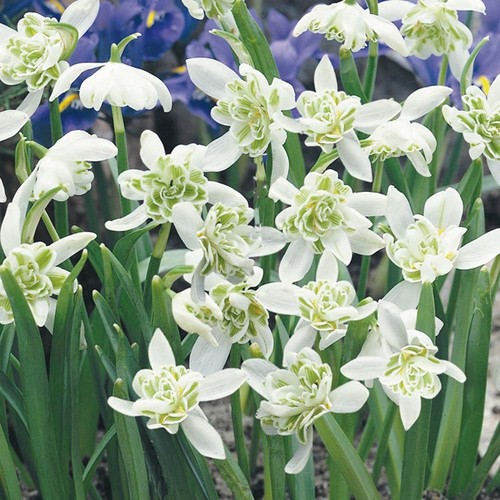 Galanthusgardens double - 50,