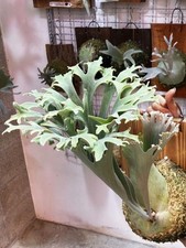 Platycerium bifurcatum cv