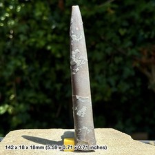 Belemnite – Belemnites