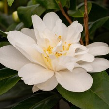 Camellia Silver Anniversary |