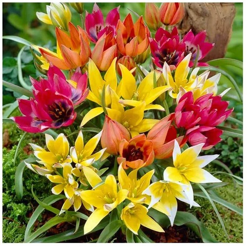Mixed botanical tulip bulbs - botanical,