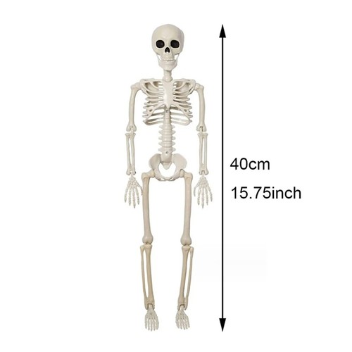 Posable human skeleton - posable,