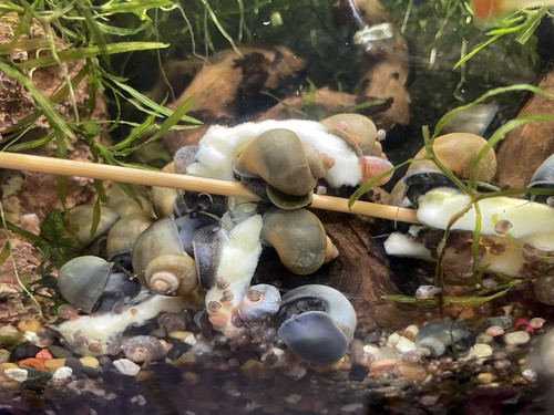Blue jade juvenile - jade,