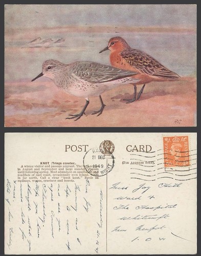 Knot birds roland - green, r.g