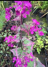 Lunaria annua (HONESTY) 1g
