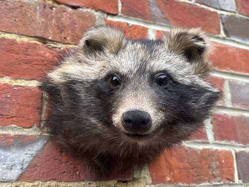Nice new common raccoon - new, dog