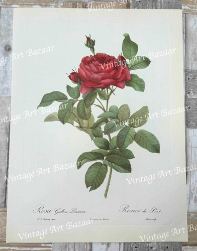 Red rose rosa - rosa, gallica