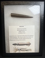 Belemnite fossil from