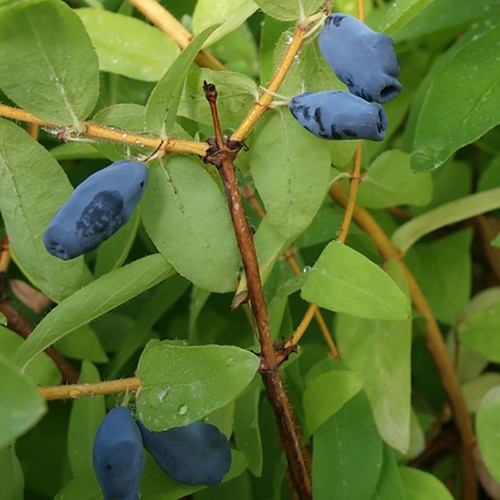 Fruit bush honeyberry - fruit, altaj