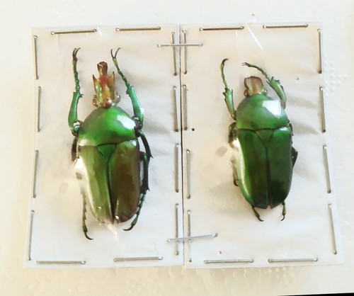 Taurrhina longiceps pair - pair, of