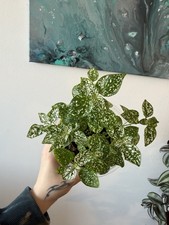 Hypoestes Phyllostachya White