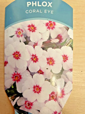2 x 9cm Phlox subulata ' Coral Eye' in a 9cm pot not a PLUG
