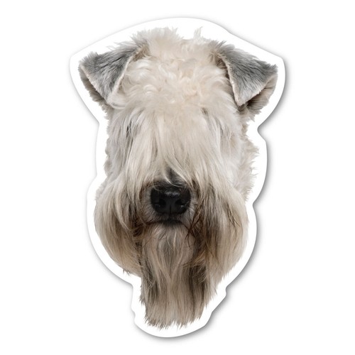 Soft coated wheaten terrier - soft,