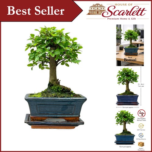 Elegant 12cm chinese elm - elegant,