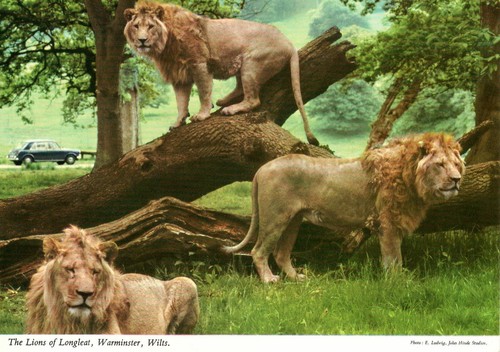 The lions longleat - lions, of