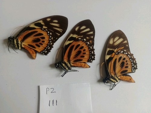 Papilio zagreus male a1 - zagreus,