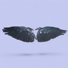 Real Pair Of Wings, Occult