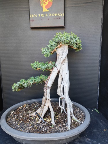 Tanuki needle juniper - (83r)tanuki,