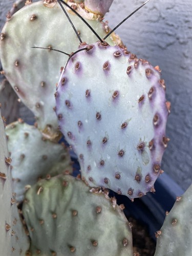 Purple prickly pear - prickly, pear--one