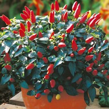 ? Mini chilli plants seeds ?️  50+ dwarf chilli plant seeds | Prairie Fire