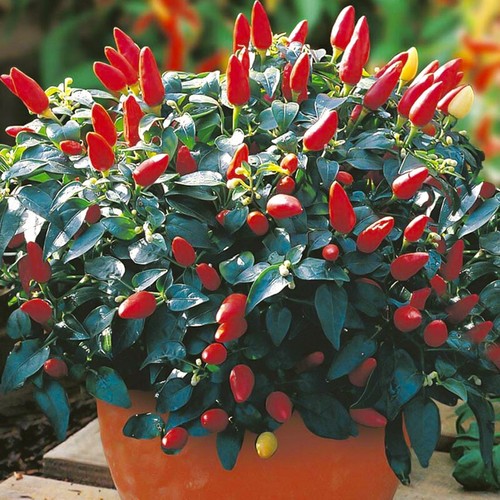 Mini chilli plants - 🌶️,
