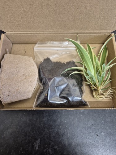 Cosy tortoises spider plant - cosy,