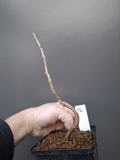 T6 wisteria Bonsai Tree