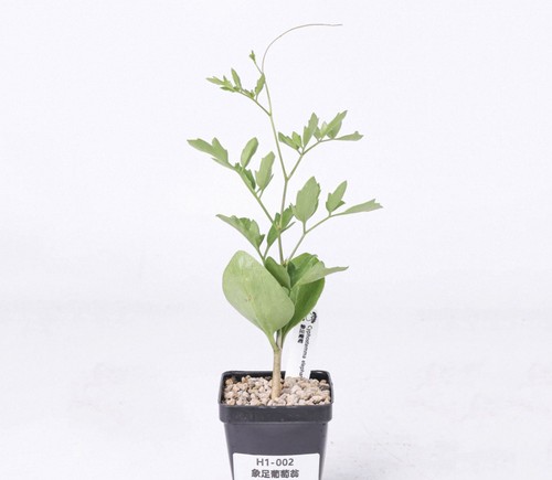 Pot 4cm raresucculent plant - 6.4cm,
