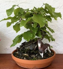 Bonsai Tree European Beech