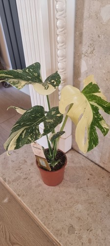 Hight variegated monstera - hight,