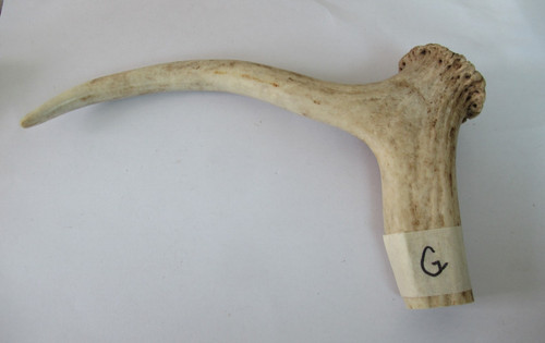 Red deer stag antler coronet - deer,