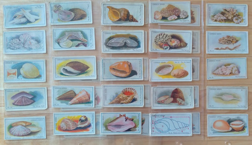 Cerebos sea shells 1925 - cerebos,