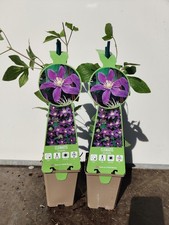 2 x Clematis Arabella 9cm Pot