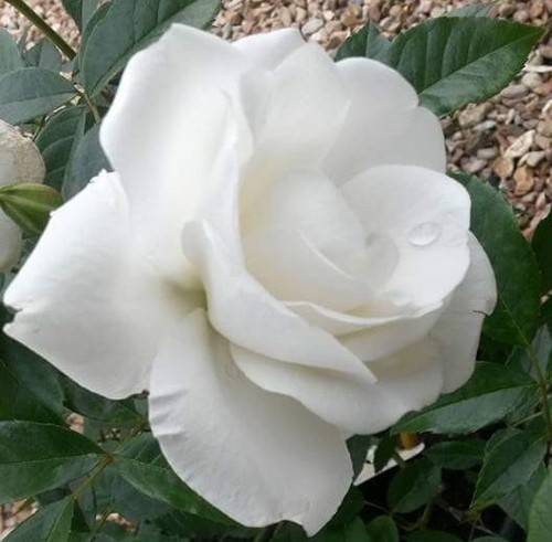 Rose bush iceberg climbing - rose, 'iceberg'