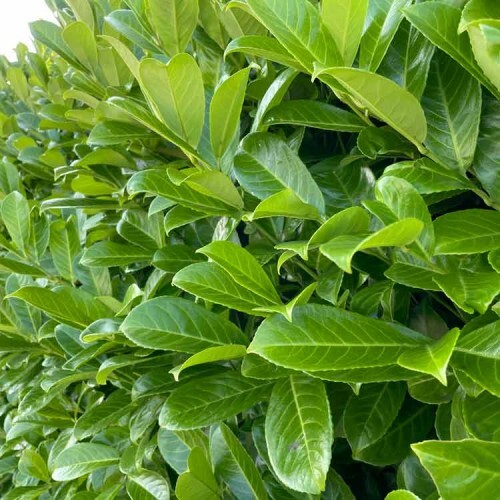 Cherry laurel prunus - laurel, (prunus