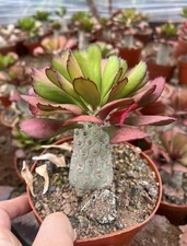 Euphorbia poissonii cactus