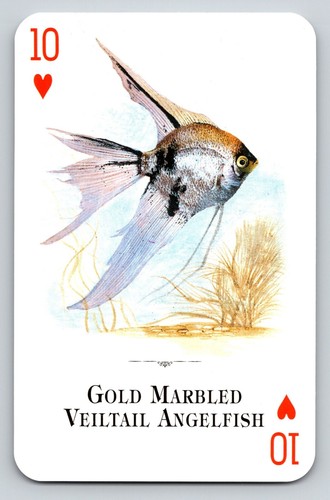 Swap card gold - swap, veiltail