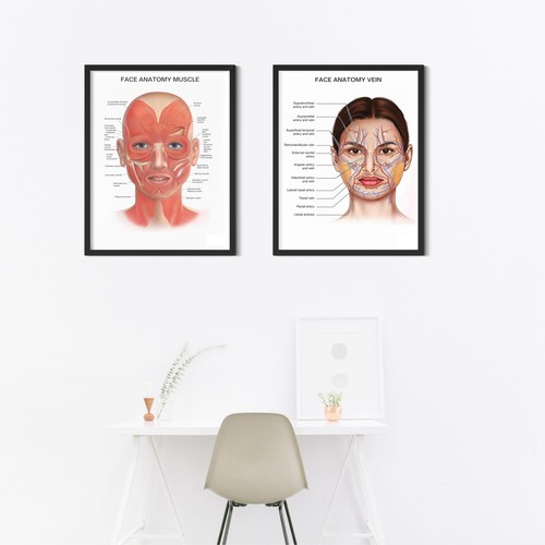 Human face anatomy - face,