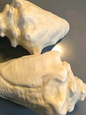 Two Large HORNED PINK QUEEN