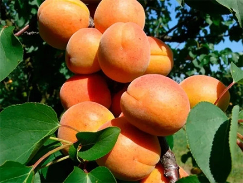 Ceglédi giant apricot - , –