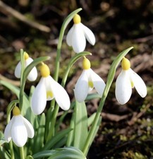 3 x Galanthus Primrose Warburg