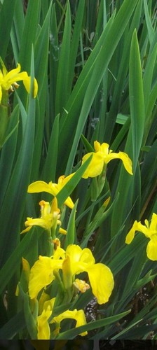 Yellow flag iris pond plants - iris,