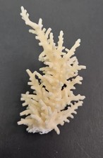Real Coral Skeleton Decoration