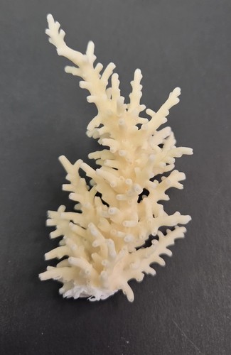 Real coral skeleton decoration - real,