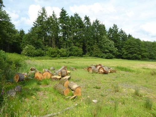 Photo 6x4 cut tree trunk - up,